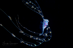 Ribbonfish - Scalloped - Trachipteridae - Zu cristatus