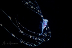 Ribbonfish - Scalloped - Trachipteridae - Zu cristatus