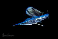 Sailfish - Istiophoridae Family - Istiophorus platypterus