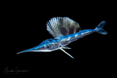 Sailfish - Istiophoridae Family - Istiophorus platypterus