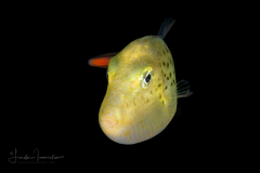 Triggerfish - Sargassum - Balistidae Family - Xanthichthys ringens
