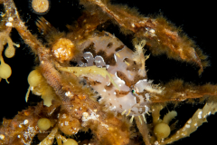 Sargassumfish - Antennariidae Family - Histrio histrio