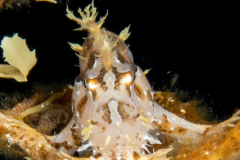 Sargassumfish - Antennariidae Family - Histrio histrio