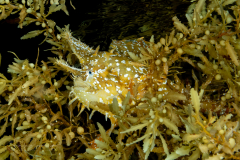 Sargassumfish - Antennariidae Family - Histrio histrio