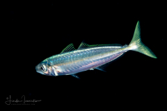 Scad - Round - Carangidae Family - Decapterus punctatus