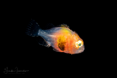 Scorpionfish - Scorpaenidae Family - Note the blackened pectoral fin