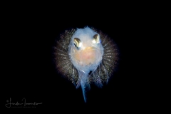 Searobin - Triglidae Family - Prionotus species