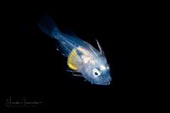Scorpionfish - Scorpaenidae Family - Scorpaena species