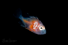 Scorpionfish - Scorpaenidae Family