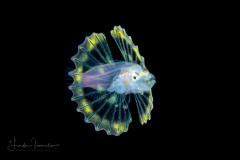 Lionfish - Scorpaenidae Family - Pterois volitans