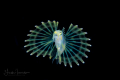 Lionfish - Scorpaenidae Family - Pterois volitans