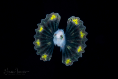 Lionfish - Scorpaenidae Family - Pterois volitans