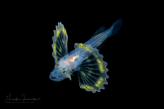 Lionfish - Scorpaenidae Family - Pterois volitans