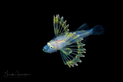 Lionfish - Scorpaenidae Family - Pterois volitans
