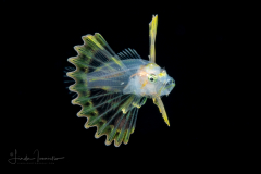 Lionfish - Scorpaenidae Family - Pterois volitans