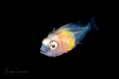 Scorpionfish - Scorpaenidae Family - Scorpaena species