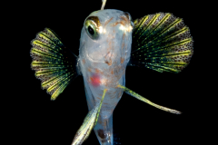 Sea Bass - Harlequin - Serranidae Family - Serranus tigrinus