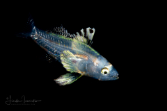 Sea Bass - Harlequin - Serranidae Family - Serranus tigrinus
