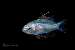 Sea Bass - Lantern - Serranidae Family -  Serranus baldwini