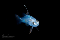 Sea Bass - Lantern - Serranidae Family -  Serranus baldwini