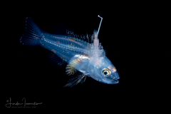 Sea Bass - Lantern - Serranidae Family -  Serranus baldwini - with Parasitic Copepod Caligidae Family