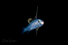Sea Bass - Probably Chalk Bass - Serranidae Family - Serranus tortugarum