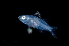 Sea Bass - Harlequin - Serranidae Family - Serranus tigrinus