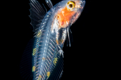 Reef Bass - Serranidae Family - Pseudogramma gregoryi