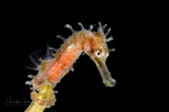 Seahorse - Lined - Syngnathidae Family - Hippocampus erectus