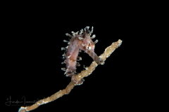 Seahorse - Lined - Syngnathidae Family - Hippocampus erectus