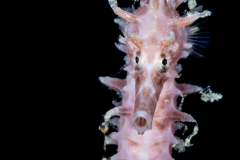 Seahorse - Lined - Syngnathidae Family - Hippocampus erectus