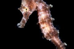 Seahorse - Lined - Syngnathidae Family - Hippocampus erectus