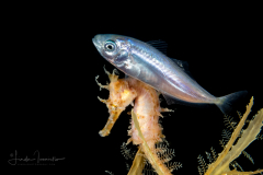 Seahorse - Lined - Syngnathidae Family - Hippocampus erectus - with Jack - Carangidae Family