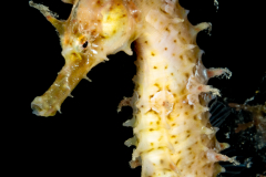 Seahorse - Lined - Syngnathidae Family - Hippocampus erectus