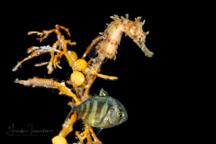 Seahorse - Lined - Syngnathidae Family - Hippocampus erectus - with Jack - Carangidae Family