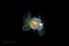 Searobin - Triglidae Family - Prionotus species