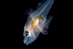 Searobin - Triglidae Family - Prionotus species