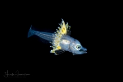 Searobin - Bandtail - Triglidae Family - Prionotus ophryas