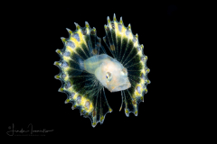 Searobin - Bandtail - Triglidae Family - Prionotus ophryas