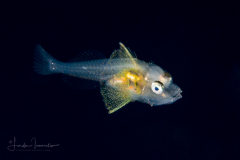 Searobin - Triglidae Family - Prionotus species