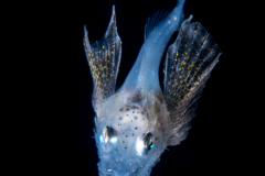 Searobin - Triglidae Family - Prionotus species