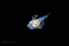 Searobin - Triglidae Family - Prionotus species