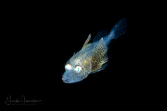 Searobin - Triglidae Family - Prionotus species
