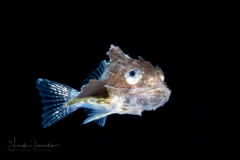 Searobin - Triglidae Family - Prionotus species
