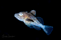 Searobin - Triglidae Family - Prionotus species