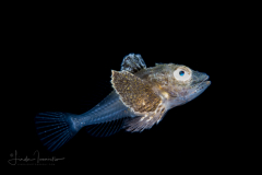 Searobin - Triglidae Family - Prionotus species
