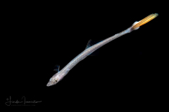 Sharksucker - Echeneidae Family