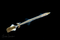 Sharksucker - Echeneidae Family - Echeneis species