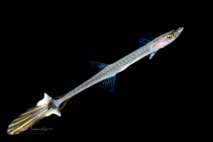Sharksucker - Echeneidae Family - Echeneis species ?
