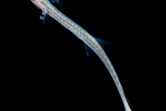 Sharksucker - Echeneidae Family - Echeneis species?